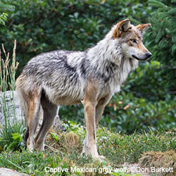 Protection animale...TOUTES LES PETITIONS ! - Page 9 DOW-MexicanGrayWolf_250