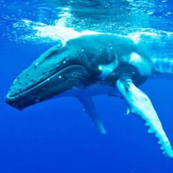 Protection animale...TOUTES LES PETITIONS ! - Page 10 JapanWhaling_250x250