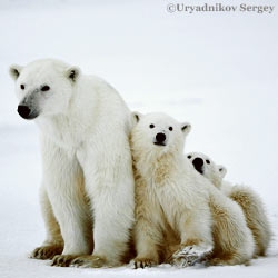 Protection animale...TOUTES LES PETITIONS ! - Page 9 NWF-PolarBearCubs_250