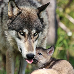 Protection animale...TOUTES LES PETITIONS ! - Page 9 Petition-EarthJustice-ExterminationofWolves_250